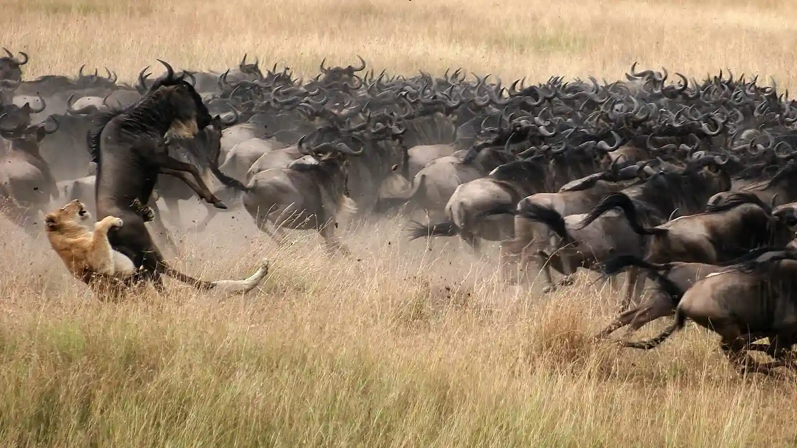 Great Migration 2026