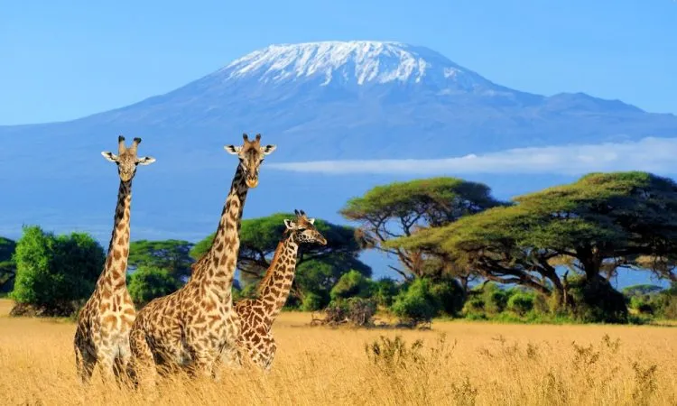 Mount Kilimanjaro summit snow cap climbers Tanzania