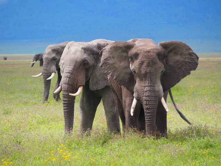 4 Days Serengeti & Ngorongoro Safari Tanzania