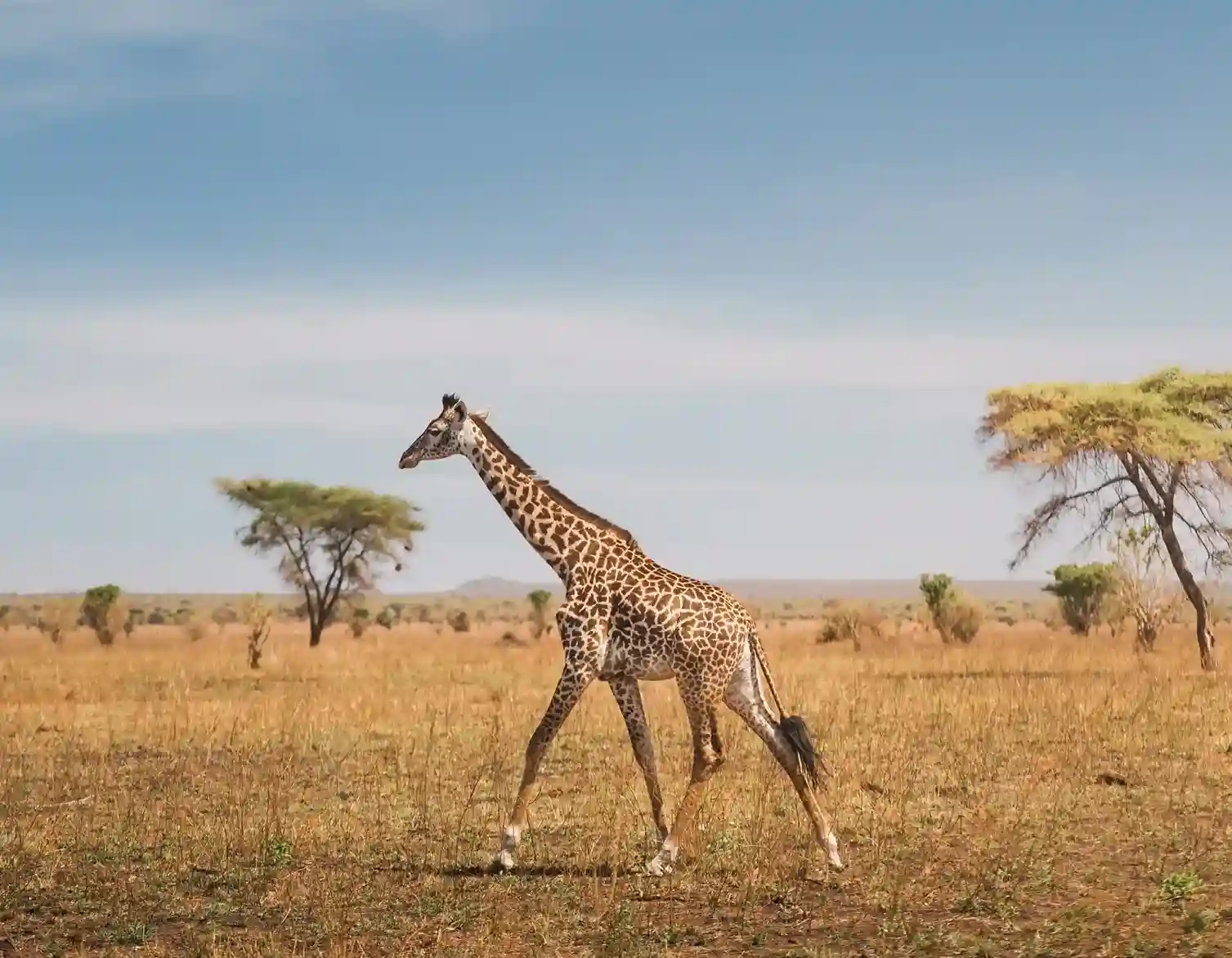 4 Days Northern Circuit Safari